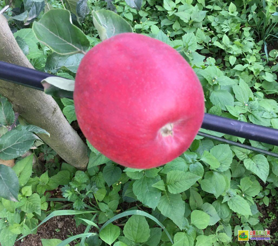 赫章紅露蘋果苗價格 云南正宗蘋果苗栽培基地 紅將軍蘋果苗