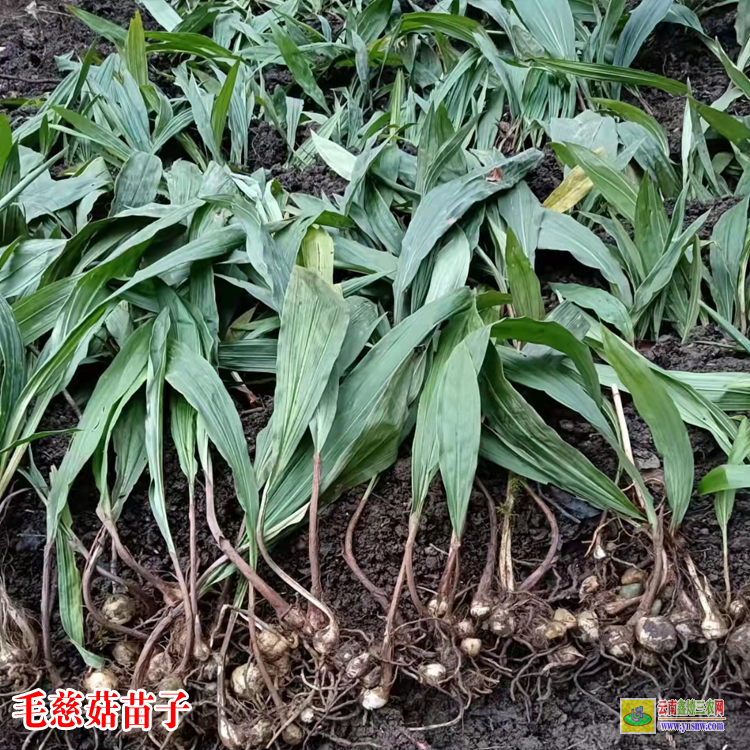 湖北正宗山慈菇圖片 毛慈菇苗價格多少一公斤 毛慈菇苗多少錢一斤