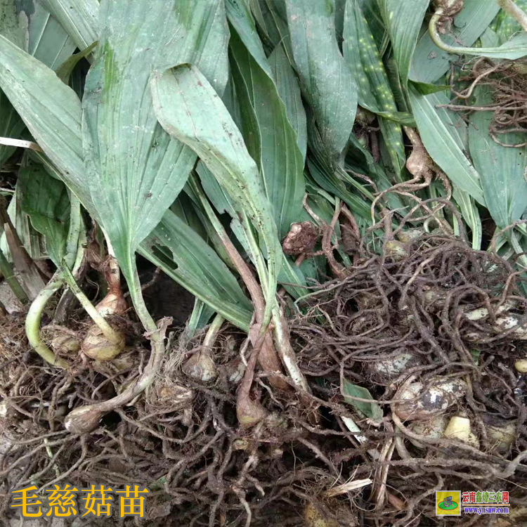 河南毛慈菇苗咋賣的呢 毛慈菇苗價格多少一公斤 毛慈菇苗多少錢一斤