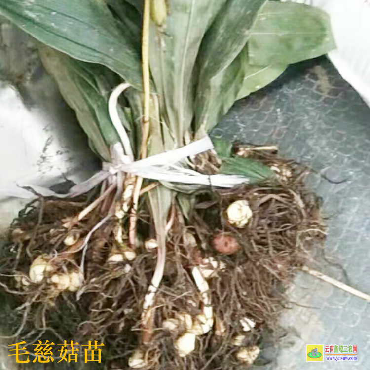 陜西正宗山慈菇圖片 毛慈菇苗怎么培植 毛慈菇會(huì)消苗嗎