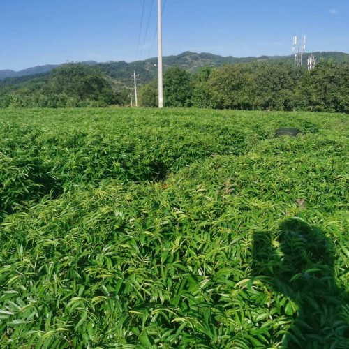 自貢無刺花椒苗 花椒苗圖片 楊凌花椒苗