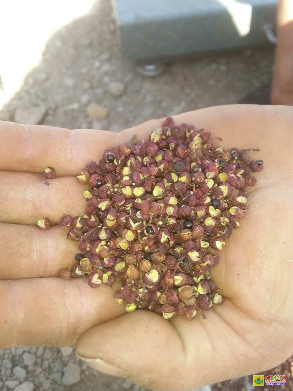 渝北紅花椒苗 賣花椒苗 青花椒苗價(jià)格