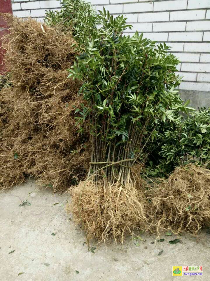 祿豐四川花椒苗 武都花椒苗 青花椒苗價格