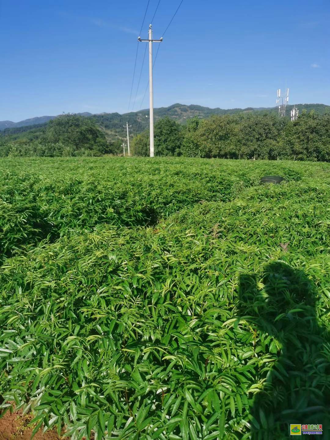 金堂大紅袍花椒苗 求購花椒苗 花椒苗哪有