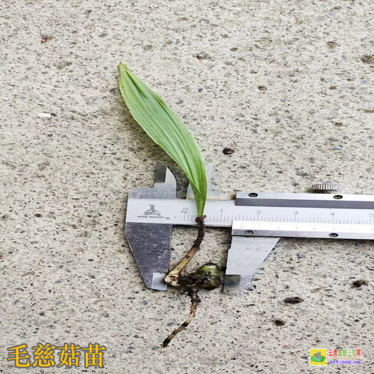 雁山毛慈菇苗多少一株 毛慈菇組培苗需多久 毛慈菇收苗技術