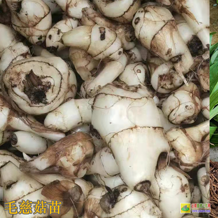 榕江毛慈菇苗價格多少錢 毛慈菇苗子 毛慈菇苗圖片