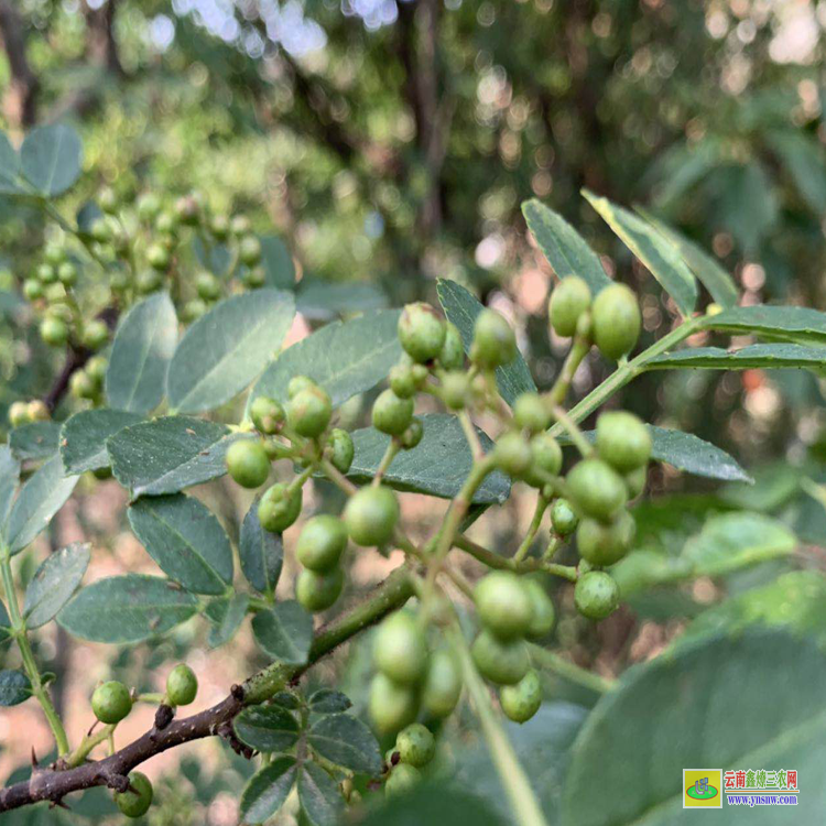 桐梓花椒苗訂購合同 花椒苗木規(guī)格 花椒苗種植技術(shù)及管理