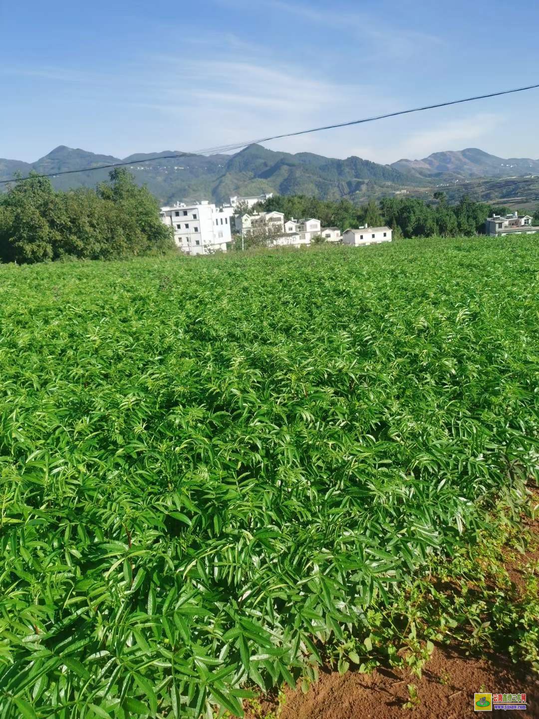 九龍花椒苗基地花椒苗批發 花椒苗木標準 花椒苗種植技術及管理