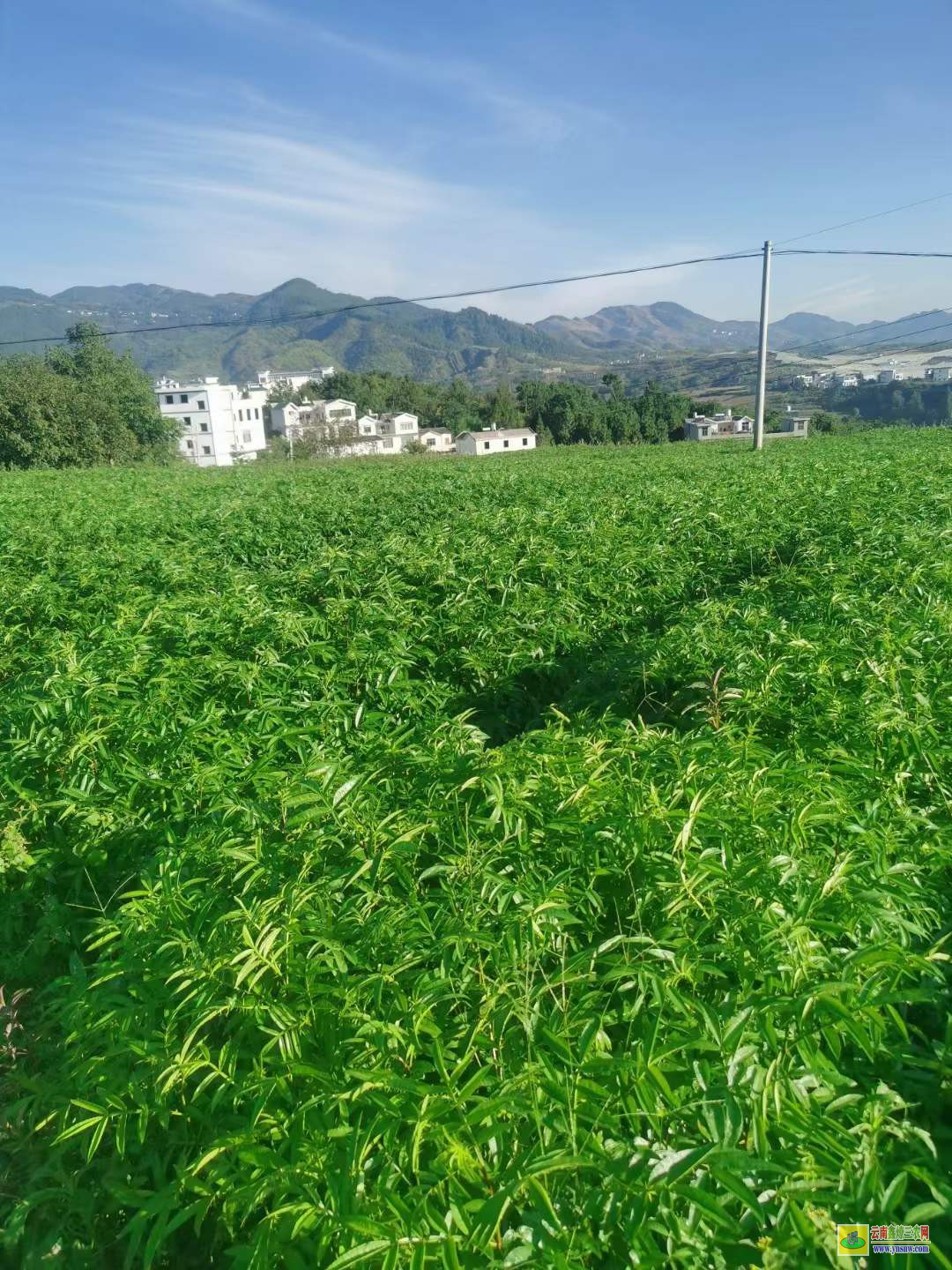 大足花椒苗幾月份種植好 花椒苗木標準 花椒苗種植技術及管理