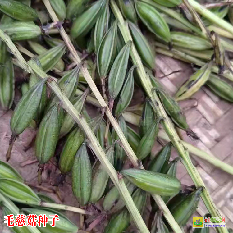 鎮(zhèn)沅毛慈菇苗價(jià)格多少錢 毛慈菇苗怎么培植 毛慈菇苗圖片