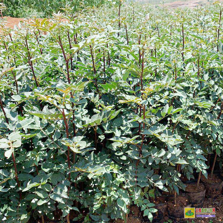 營山花椒苗的育苗方法 花椒苗適合什么時(shí)候栽 花椒苗栽植時(shí)間及方法