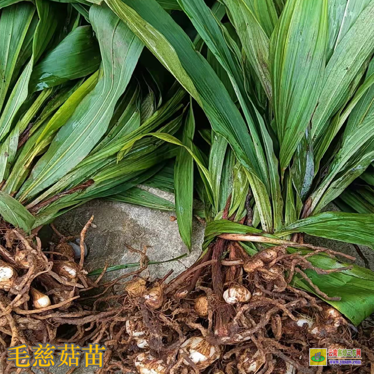 古藺毛慈菇苗多少錢一株 毛慈菇苗瓶苗價格 毛慈菇苗圖片
