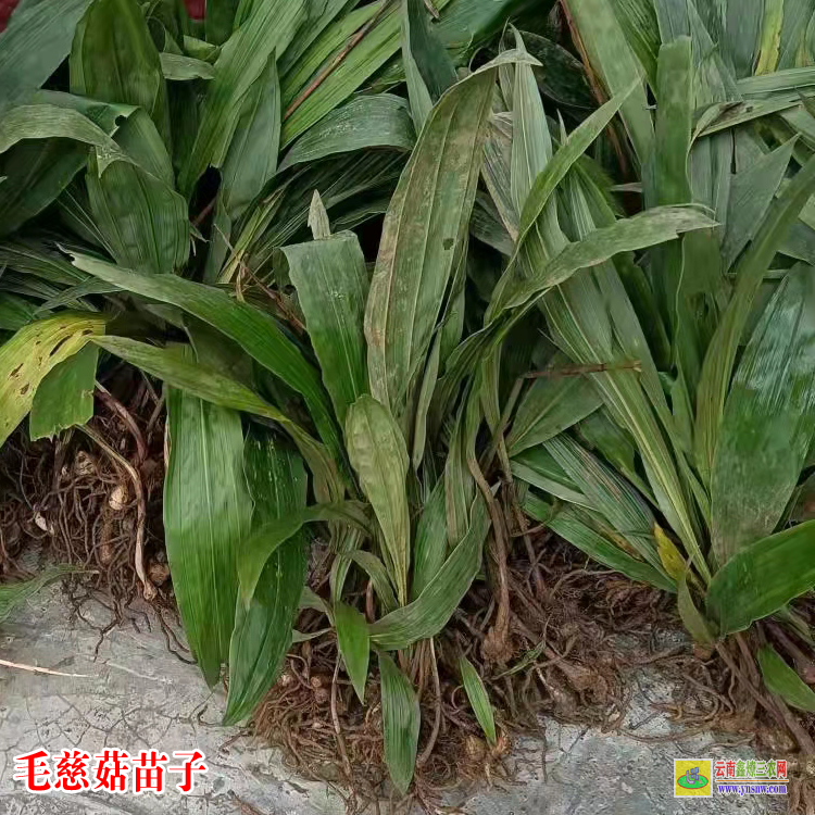 大安毛慈菇苗價(jià)格多少錢(qián) 毛慈菇苗怎么培植 毛慈菇苗圖片