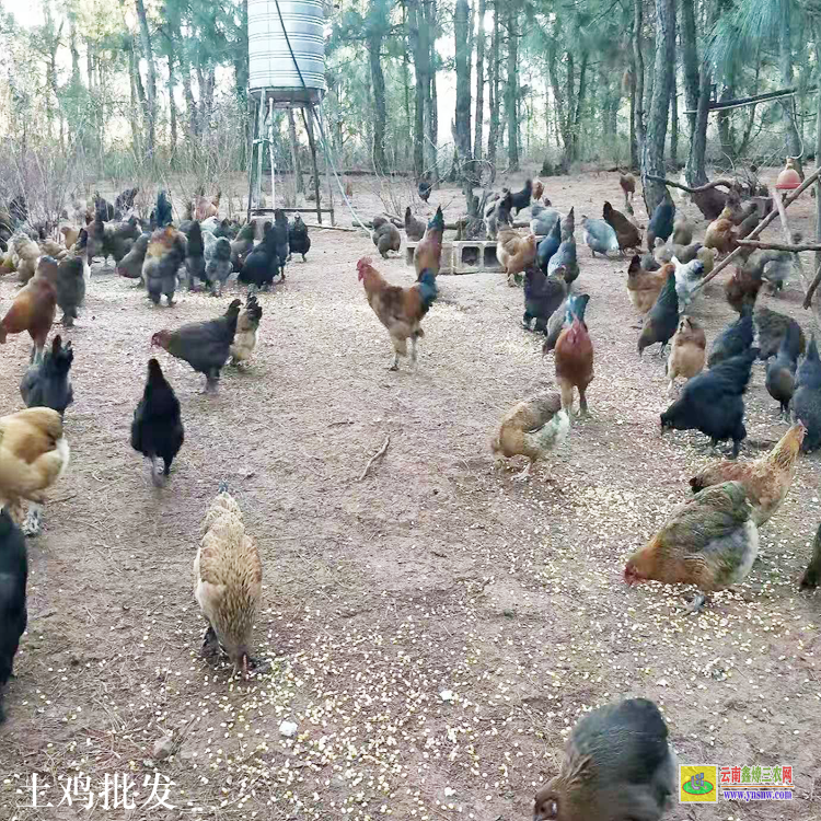 鹽津哪里有土雞批發市場 農村土雞價格 散養土雞養殖場圖片