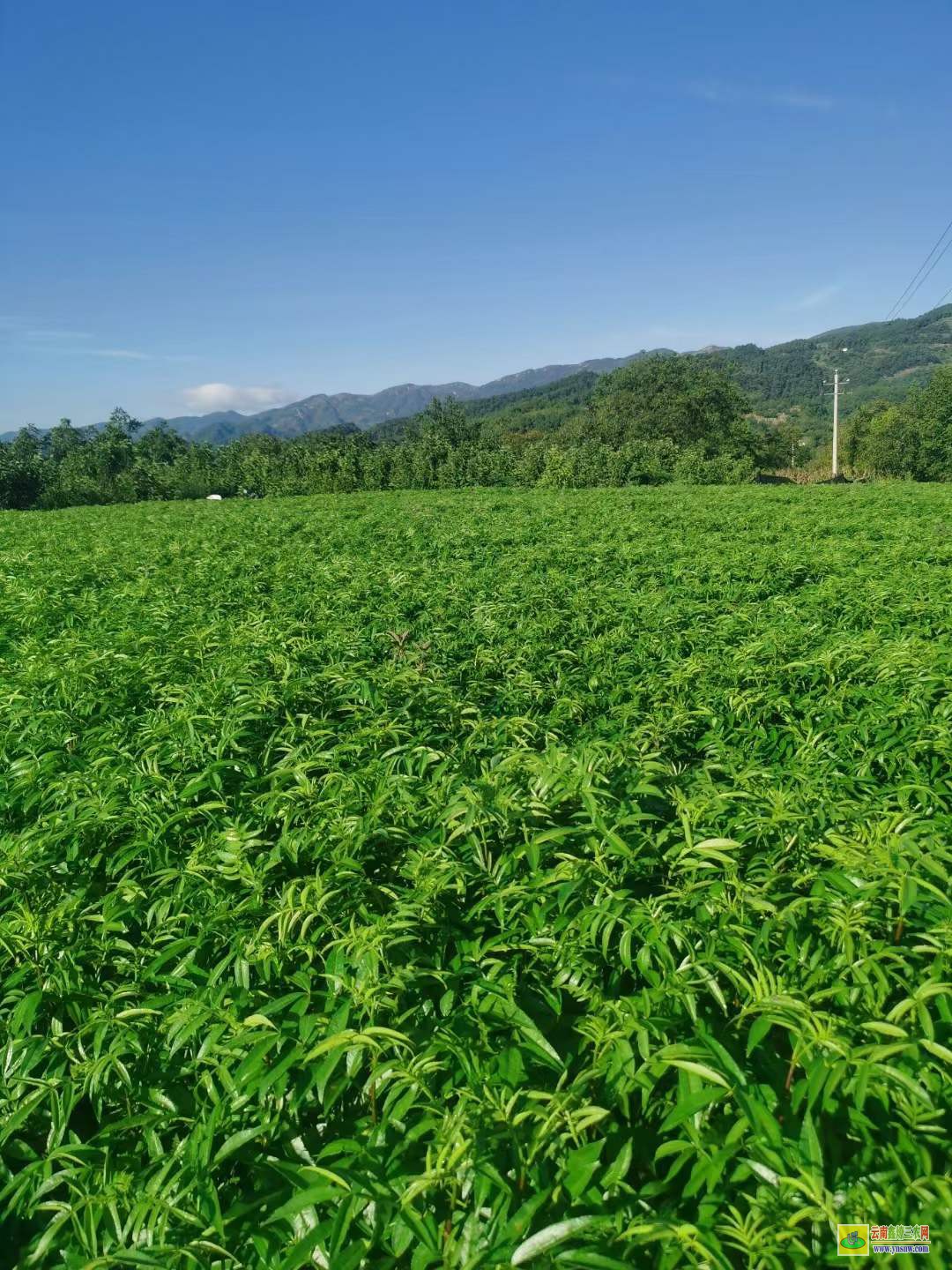 松桃花椒苗的種植時間和方法 花椒苗木規格 花椒苗栽植時間及方法