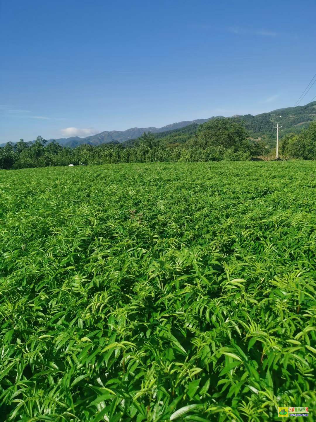 思南花椒苗種植技術(shù) 花椒苗適合什么時(shí)候栽 花椒苗種植技術(shù)及管理