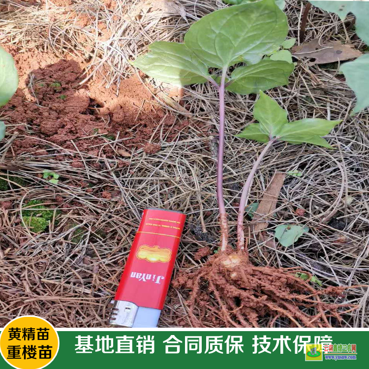 紅河重樓苗幾月份移栽好 重樓苗多少錢一株 重樓苗幾月份移栽好