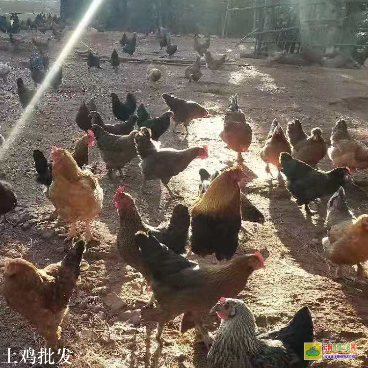 陸良哪里有土雞批發市場 三黃雞苗批發市場在哪里 云南散養土雞養殖場