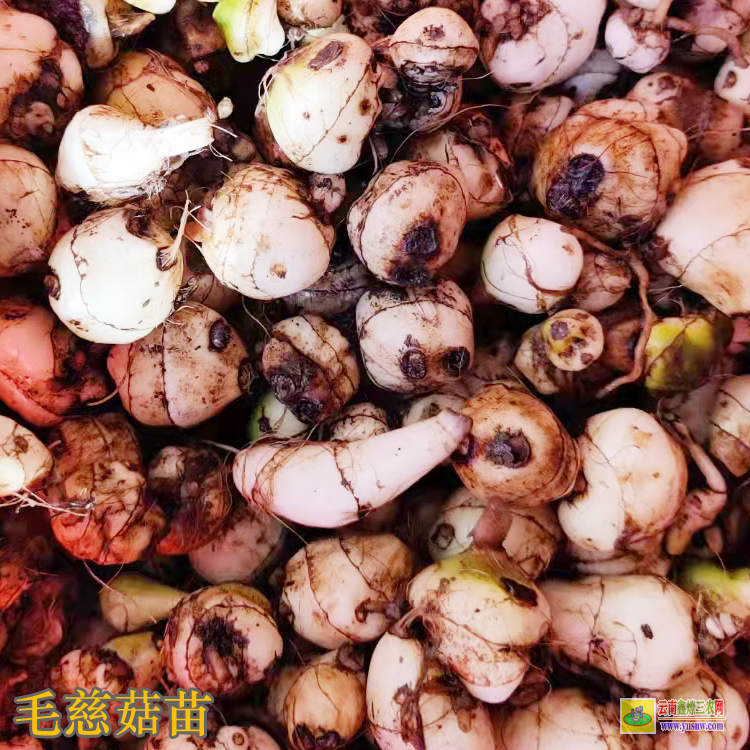 徐聞毛慈菇種苗哪里有買 毛慈菇價格2019苗圖片 毛慈菇價格2021