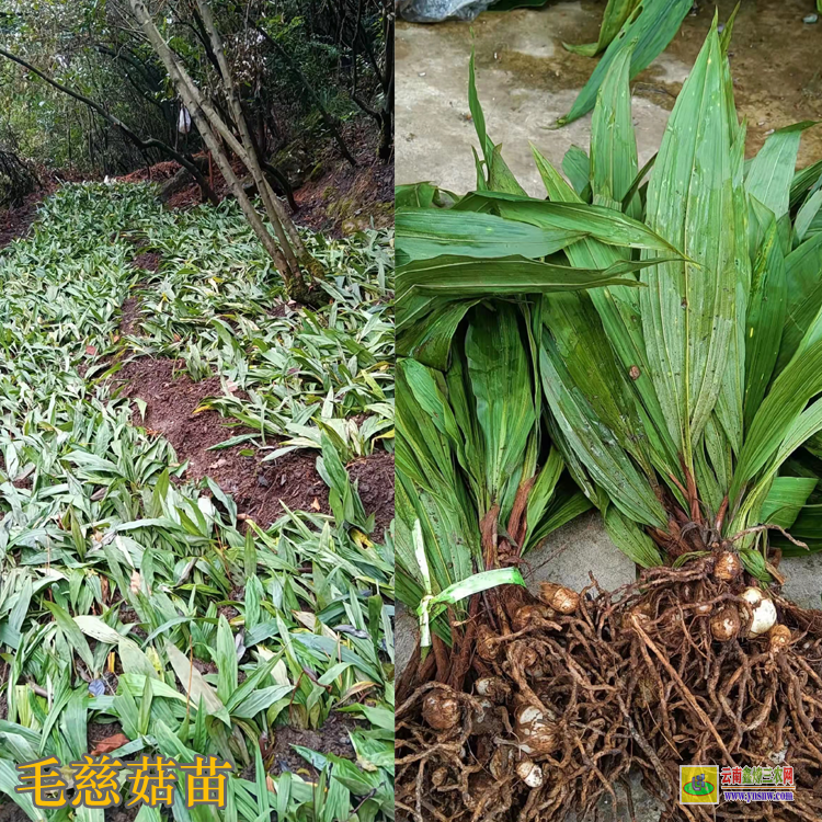 湞江毛慈菇種苗價格是多少 毛慈菇價格多少一公斤 毛慈菇價格2021