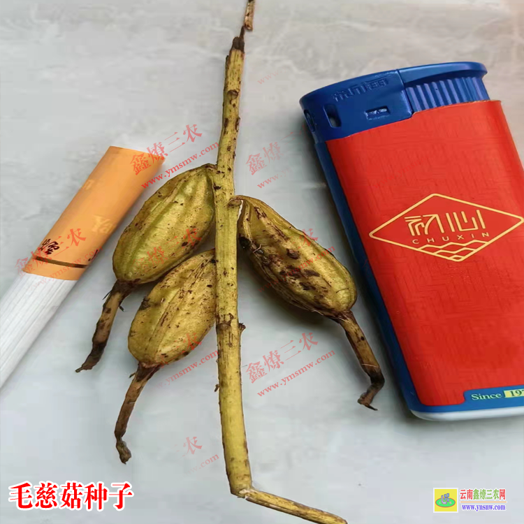 平遠(yuǎn)毛慈菇寬葉苗 毛慈菇價(jià)格多少一公斤 毛慈菇價(jià)格2021