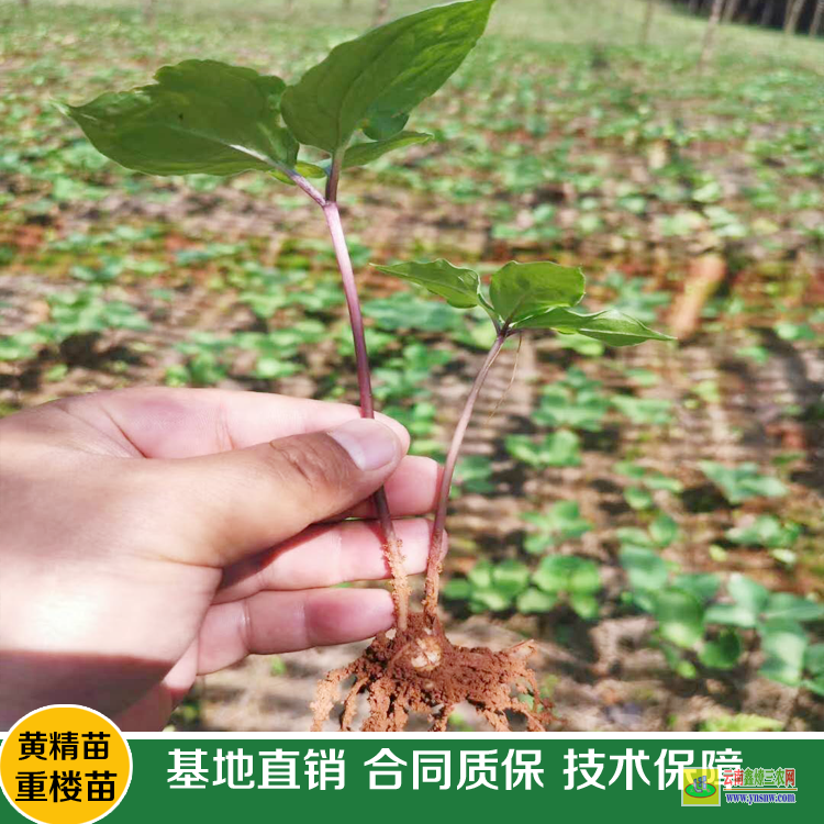 云縣重樓苗圖片 滇重樓苗有什么用 重樓苗木規格要求
