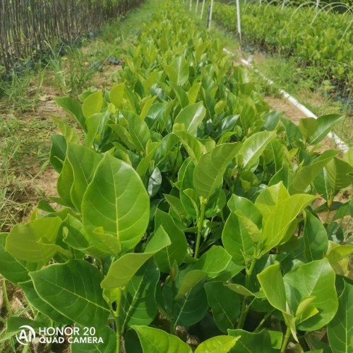 貴州菠蘿蜜苗多少錢一棵 菠蘿蜜苗多少錢一棵