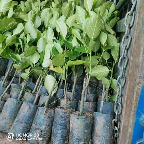 山西菠蘿蜜苗幾年能結果? 菠蘿蜜苗發(fā)芽 菠蘿蜜苗用什么肥料