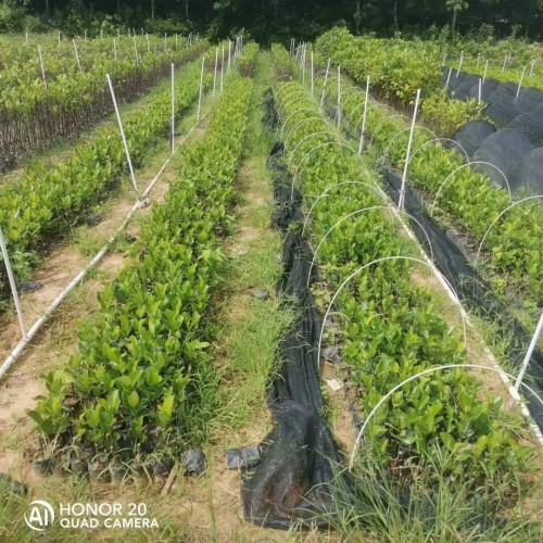 四川菠蘿蜜苗怎么養 菠蘿蜜苗多少錢一棵 菠蘿蜜苗用什么肥料