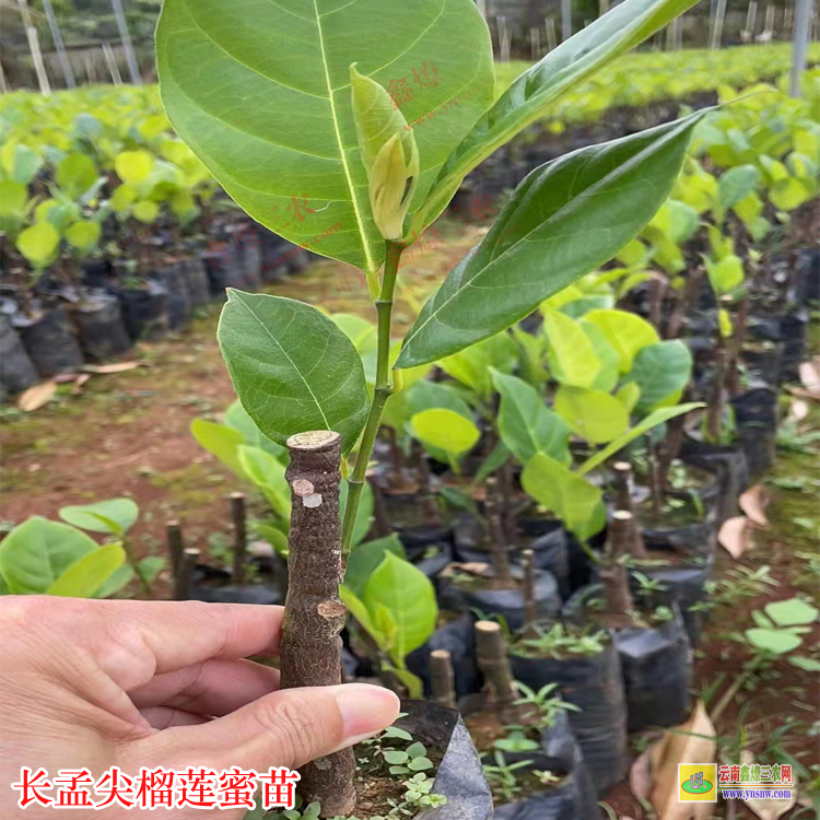 富川長孟尖榴蓮蜜苗 榴蓮蜜苗種植四年能結果嗎 榴蓮蜜苗批發