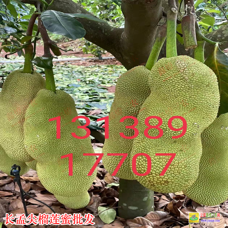 翔安長孟尖榴蓮蜜在湖北可以種植嗎? 榴蓮蜜苗哪里賣 榴蓮蜜苗批發