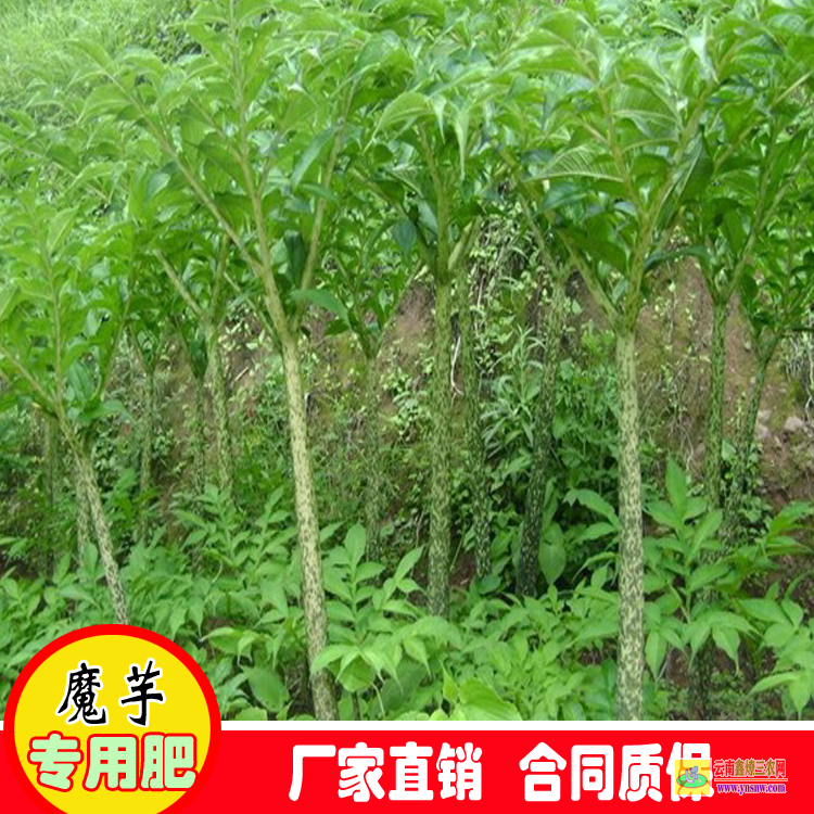 襄樊魔芋種植步驟 求購魔芋種子 批發魔芋