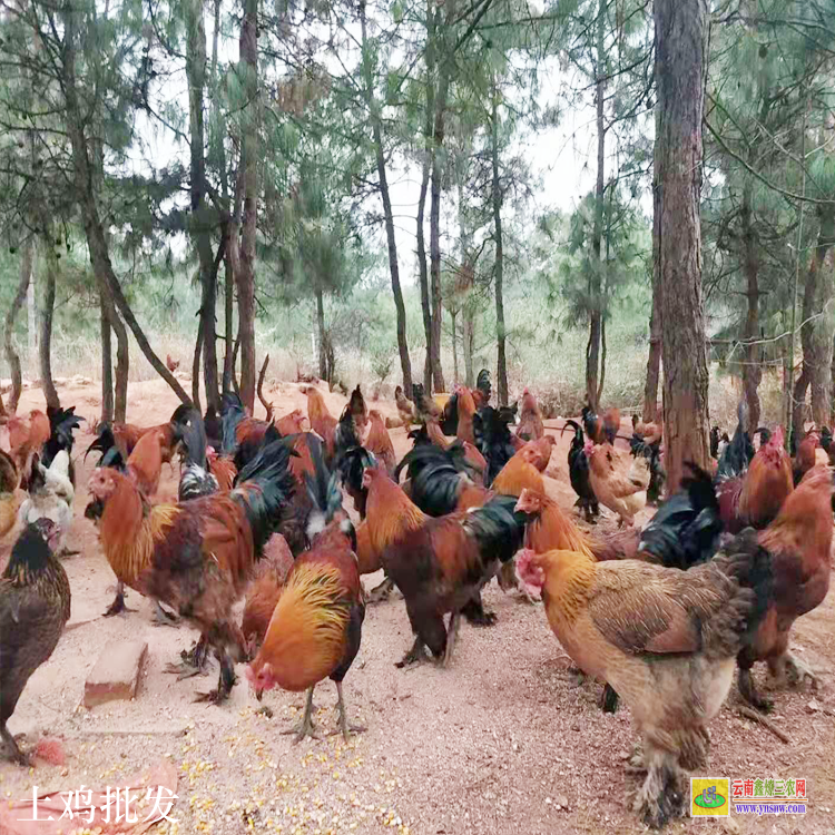 會澤無量山烏骨雞 云南土雞價格走勢圖 云南肉雞價格行情今日