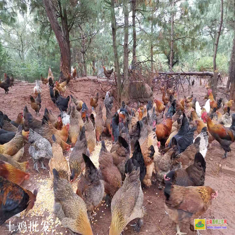 芒市土雞批發聯系 昆明土雜雞價格行情 云南肉雞價格行情今日