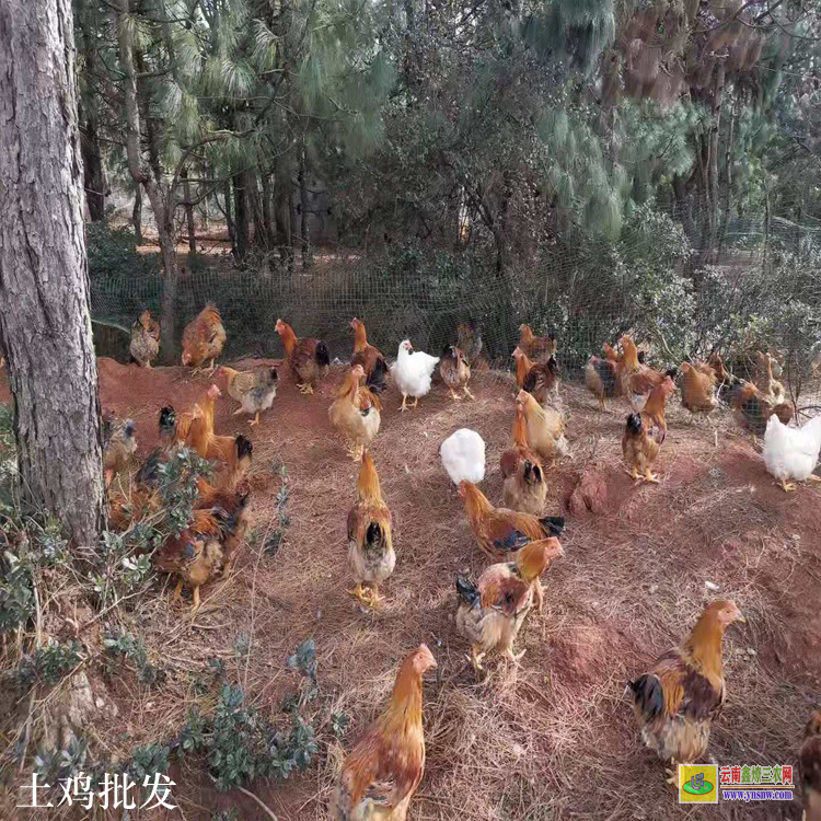 云縣無量山烏骨雞 昆明土雜雞價格行情 云南毛雞價格