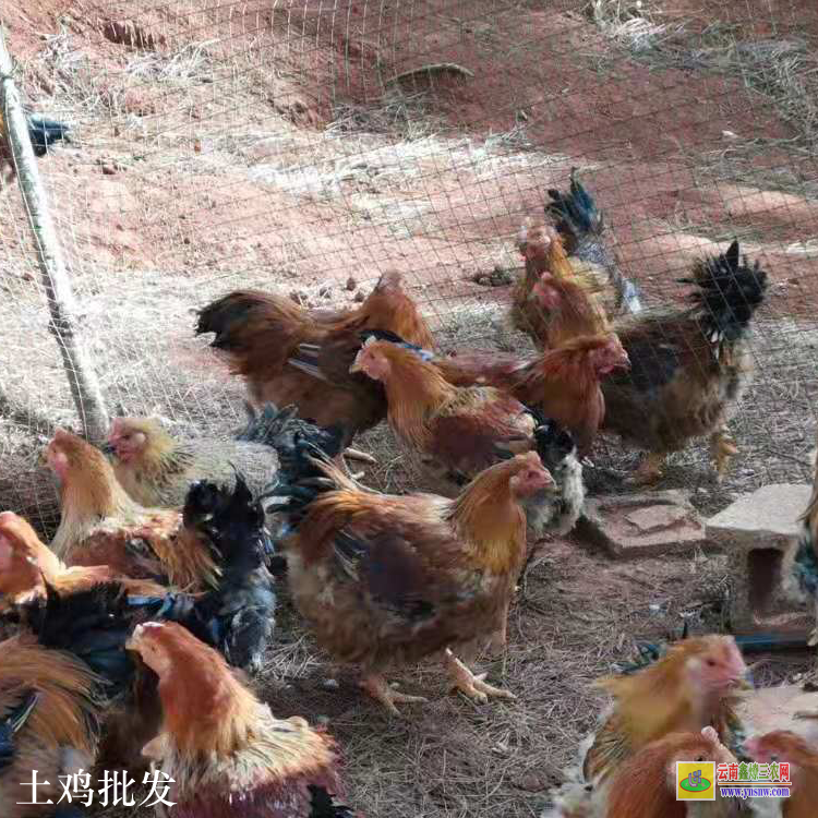 沾益云南土雞價格多少錢一斤 昆明土雜雞價格行情 云南毛雞價格