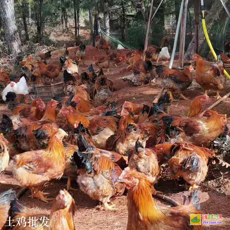 會澤昆明雞批發市場價格 昆明土雜雞價格行情 云南肉雞價格行情今日