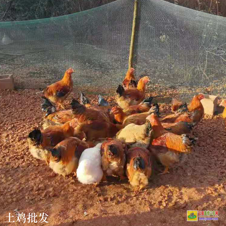 建水云南土雞價格多少錢一斤 昆明土雜雞價格行情 云南毛雞價格