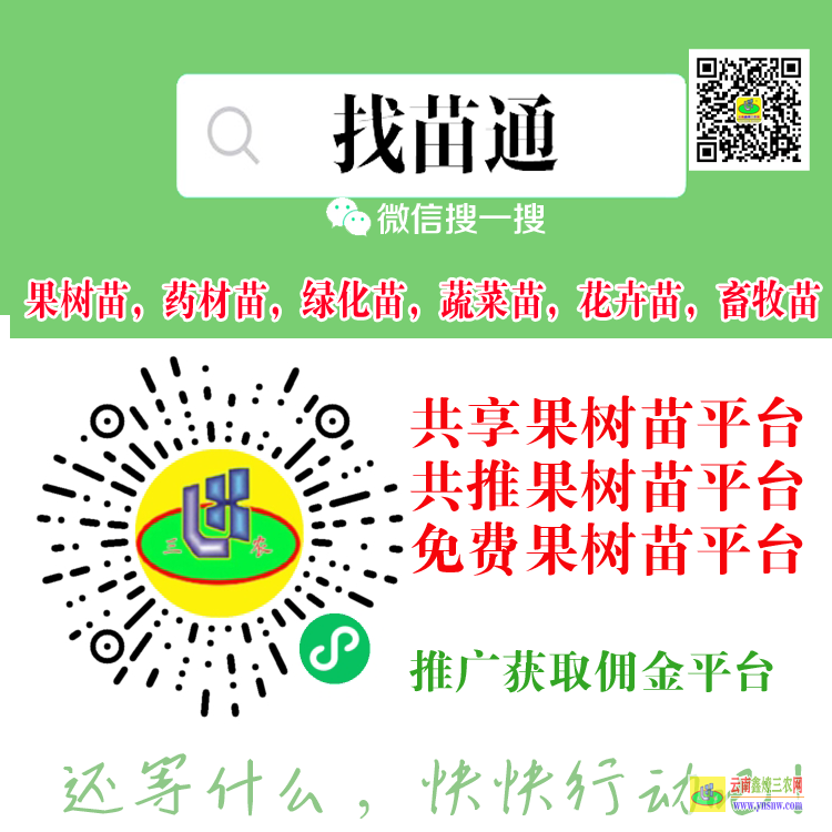 云南賓川昆明斗南果樹苗圃 云南果樹苗批發基地 昆明果苗批發市場在哪里