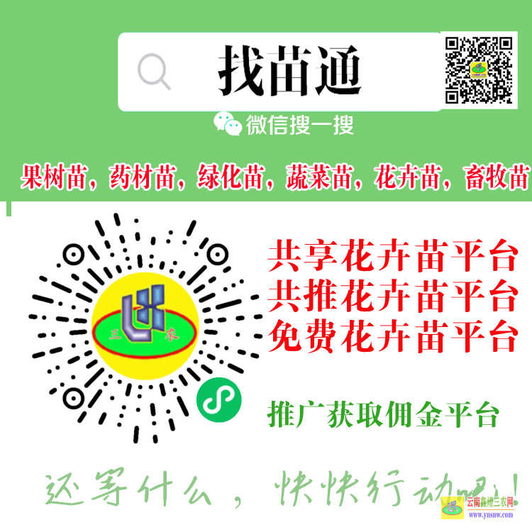 云南鳳慶果樹苗批發基地 昆明市果樹苗批發基地 昆明果苗批發市場在哪里