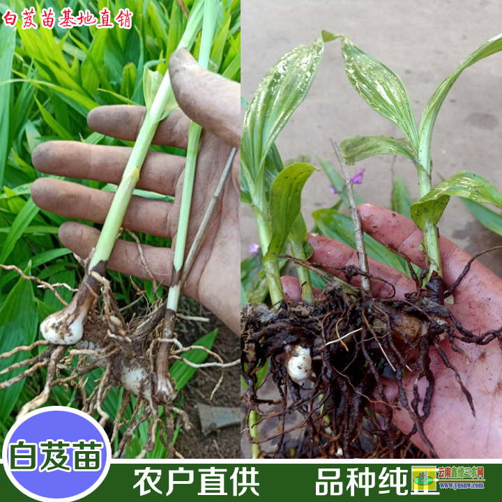 大理南澗一株白芨苗 白芨苗批發(fā)價格 白及苗圖