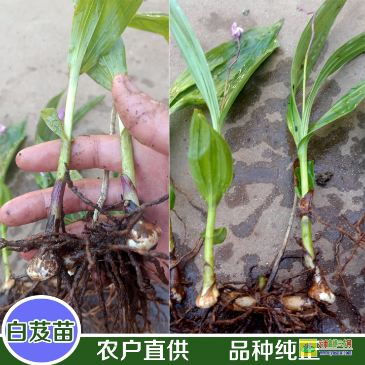 臨滄臨翔貴州白芨苗 白芨苗圖片大全 白及苗批發