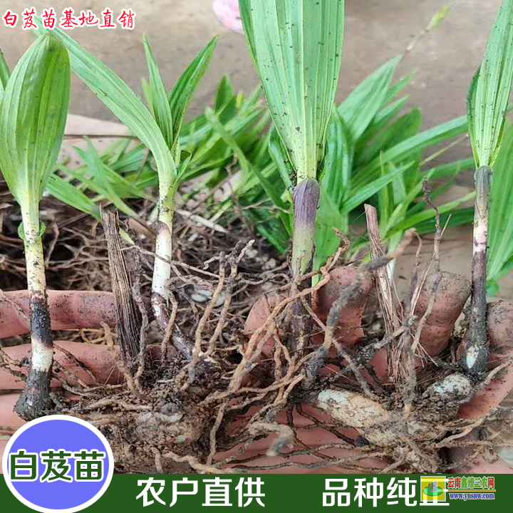 德宏盈江一株白芨苗 白芨苗批發(fā)價(jià)格 白及苗多少錢一株?