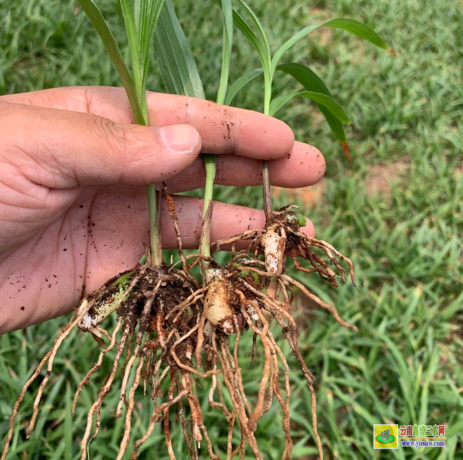 大理南澗一株白芨苗 白芨苗批發(fā)價格 白及苗圖