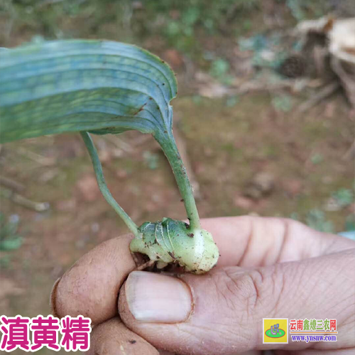 普洱江城黃精種苗批發 黃精種苗多少一公斤 紅花黃精種苗