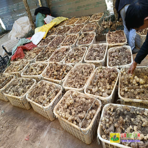 普洱江城黃精種苗什么時候種植 種植黃精種苗基地 高產黃精種苗