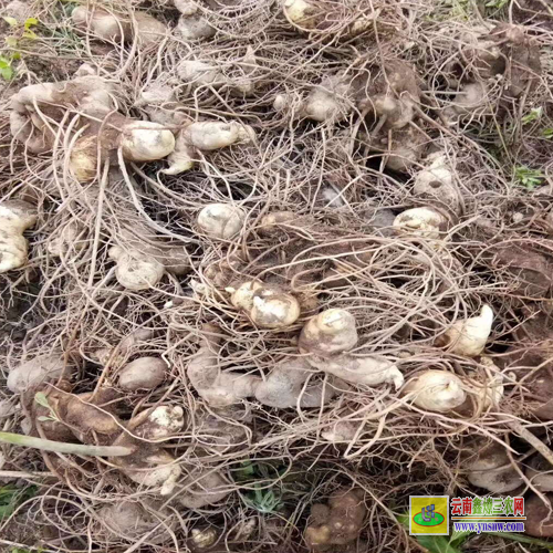 昆明嵩明黃精種苗多少一公斤 重慶市秀山縣黃精種苗基地 黃精種苗