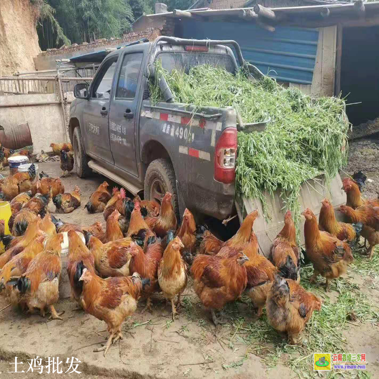 昭通昭陽云南土雞價格 河南土雞價格行情 土雞價格行情預估