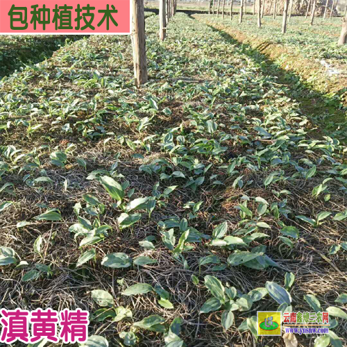 西雙版納景洪黃精種苗基地簡介 紅河州黃精種苗基地 黃精種苗價格