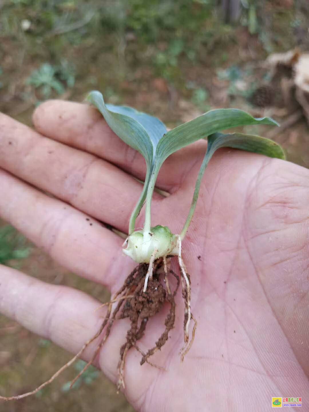 昆明西山貴州黃精種苗 黃精種苗基地主要投入 中藥材黃精種苗價格